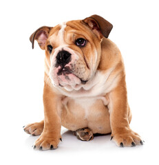 Obraz premium young english bulldog