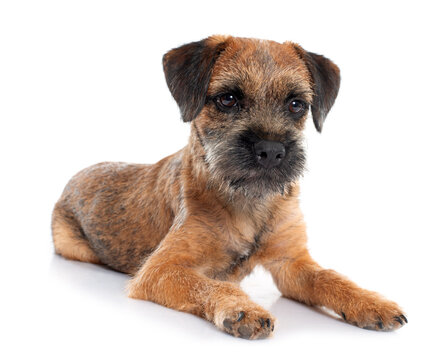 purebred border terrier