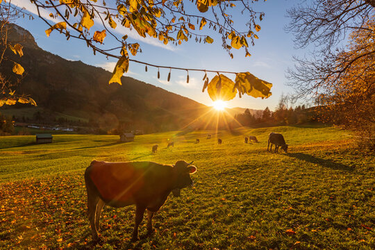 Allg&auml;u - K&uuml;he - Herbst - Bad Hindelang - Sonnenuntergang