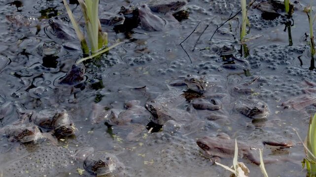 Large group of European common frogs (Rana temporaria) gathered in a pond during their spring breeding season. They are surrounded by massive clumps of frogspawn (eggs trapped in a gelatinous matrix) 