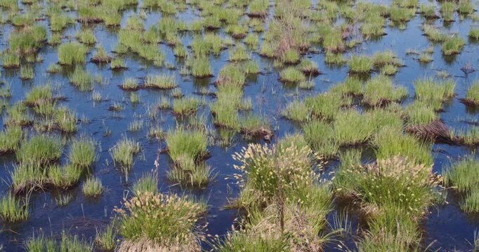 Experience the tranquility of marshy terrain as you navigate through the lush, wet landscapes. The intricate details of hummocks and vegetation highlight the beauty of untouched nature.