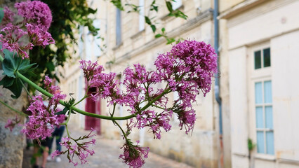 Obraz premium Pink Valerian Flowers Blooming in a Historic Saint Emilion Village Street
