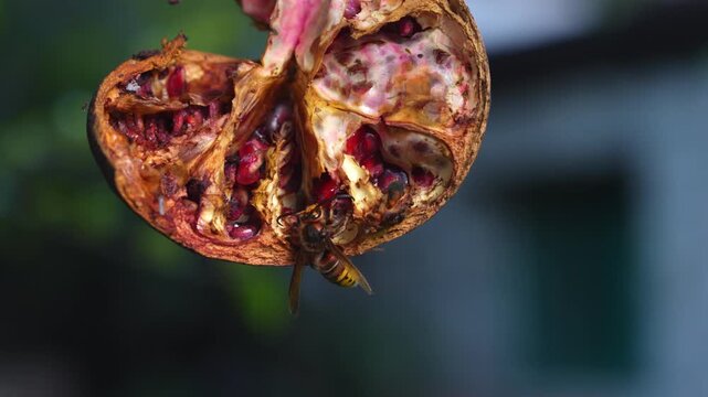 European hornet wasp insect feeding on cracked ripe pomegranate fruit with red juicy aril and beige peel hanging on tree branch, summer nature macro