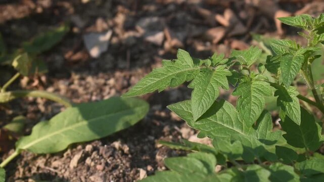 Solanum lycopersicum tomato leaves growing fresh in garden sunlight.