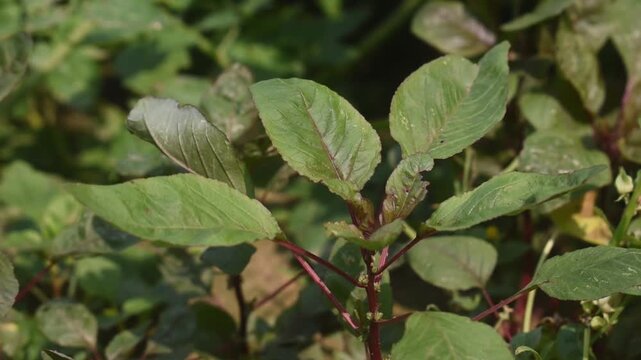 Amaranthus amaranth leaves growing naturally in organic garden soil.