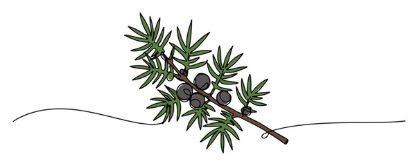 juniper branch with berries illustration © Wieslaw