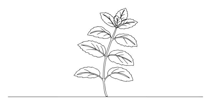 basil herb plant line drawing