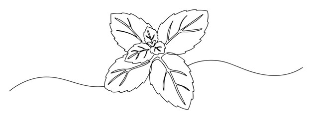 mint leaves line art illustration © Wieslaw