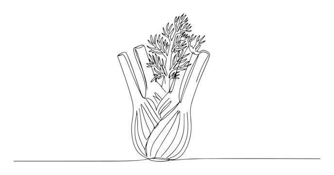 fennel vegetable line art drawing