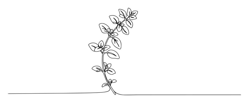 thyme sprig line drawing