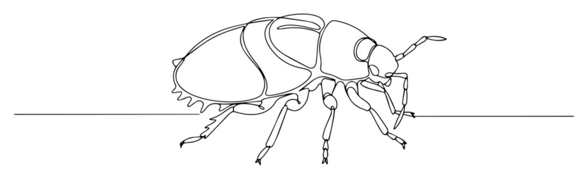 beetle side view line art drawing