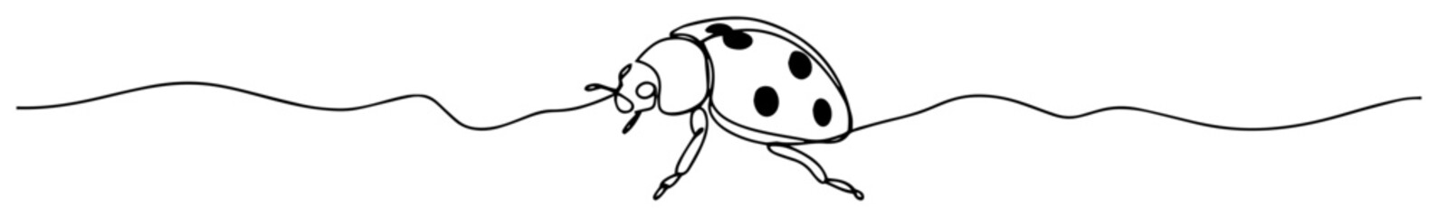 ladybug line drawing illustration © Wieslaw