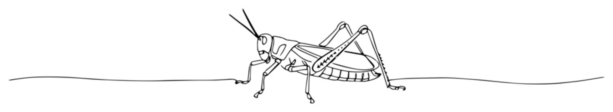 grasshopper line art drawing
