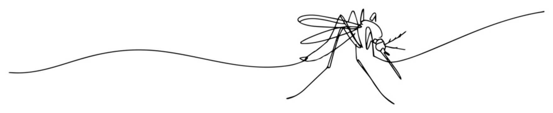 mosquito line art illustration