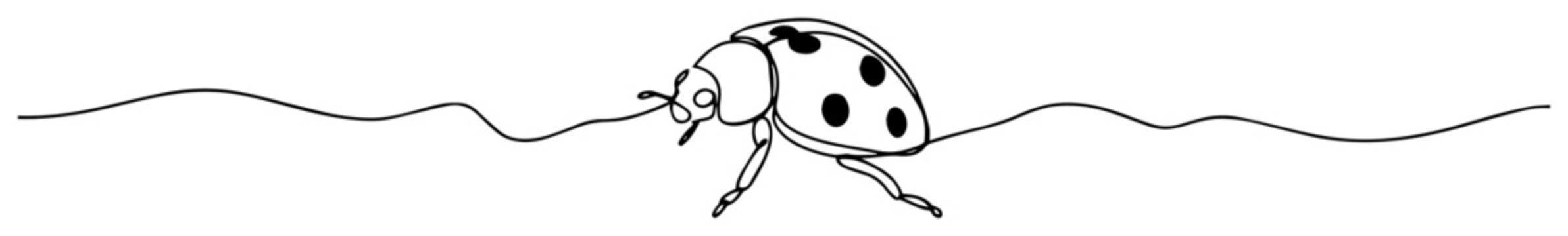 ladybug line drawing illustration