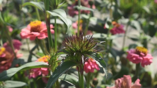 Dianthus barbatus sweet william flower bud in natural garden setting.