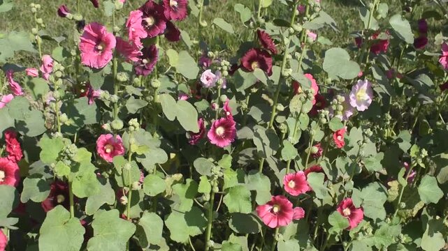 Hollyhocks alcea flower blooming in vibrant natural sunlight.