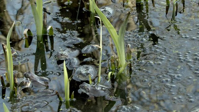 Large group of European common frogs (Rana temporaria) gathered in a pond during their spring breeding season. They are surrounded by massive clumps of frogspawn (eggs trapped in a gelatinous matrix) 