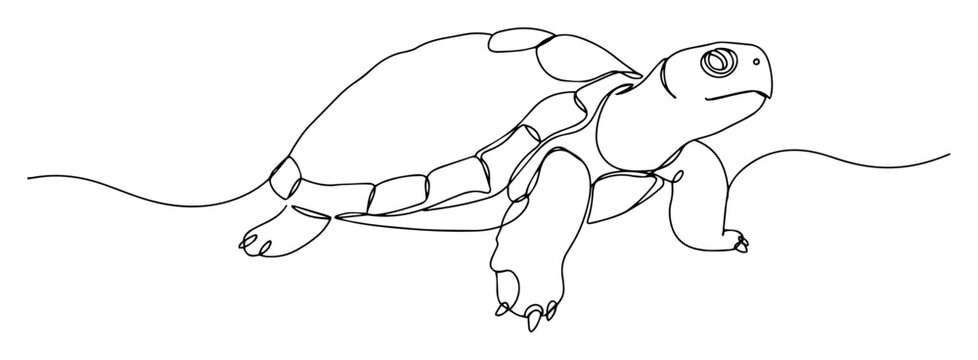 vector line drawing of a turtle isolated on white