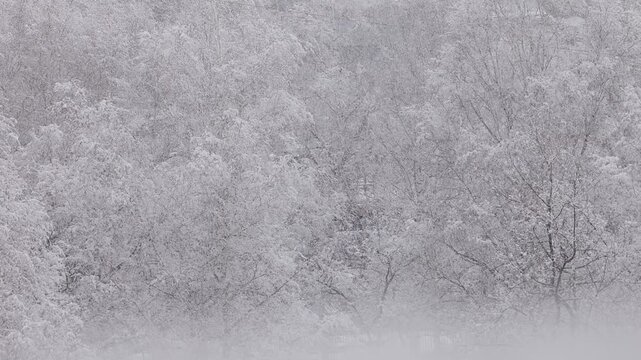 Slow pan across snow covered birch forest with low fog on winter hillside revealing frosted branches.