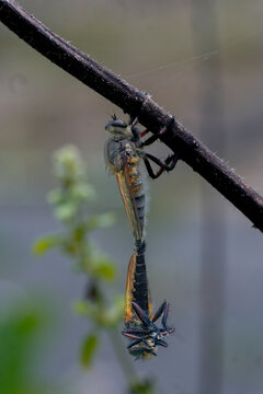 Two robber flies mating on a thin branch