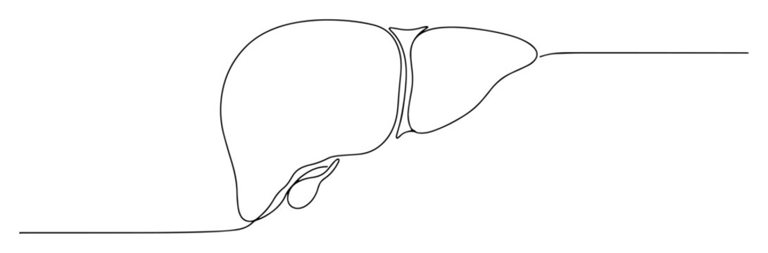 human liver organ with gallbladder in line drawing