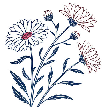 aster line art vector on white background