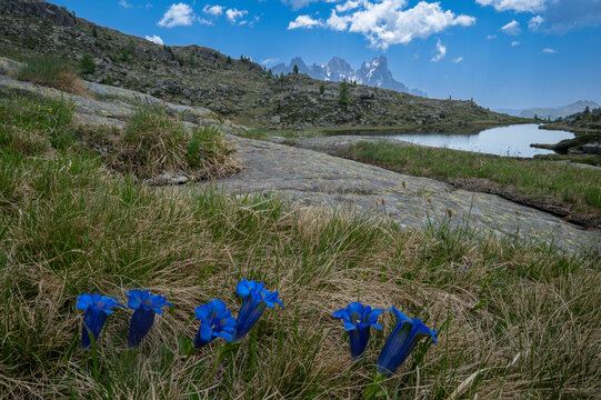 Trentino, fiori di montagna