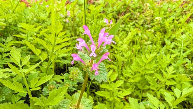 Beautiful henbit deadnettle background in winter