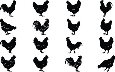 Fototapeta premium Set of chicken and rooster silhouettes featuring various farm bird poses isolated on a white background for agriculture and food design
