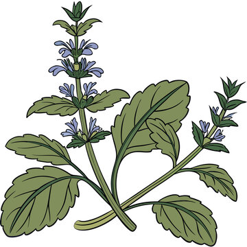 ajuga genevensis flower vector