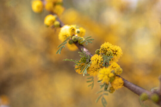 Vachellia caven, roman cassie, aromita, aromo criollo or espinillo yellow fluffy flowers