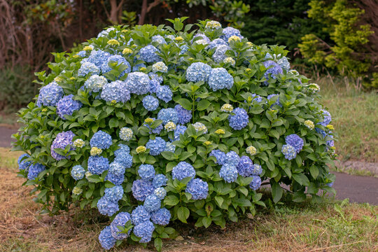 Blue hydrangea macrophylla bush with large flower heads