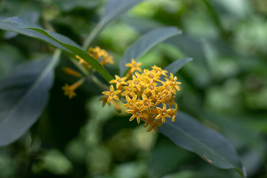 Cestrum aurantiacum, orange cestrum or orange jessamine yellow star shaped flowers