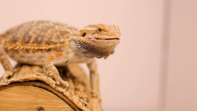 Bearded Dragon Eating a Superworm on a Wooden Perch in Captivity