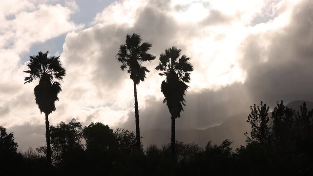 stormy clouds and silhouette of palm trees