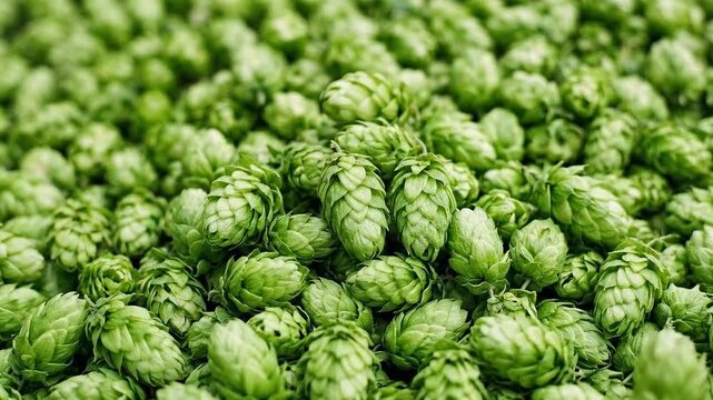 Hops piled together showing bright green texture in clean setting. Ideal for brewing, agriculture, food production. Concept of craft beer, natural ingredients, beverage industry