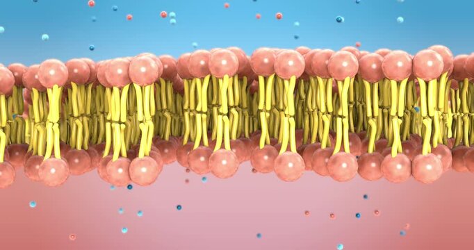 Small molecules, compact enough to cross the cell membrane&rsquo;s lipid bilayer, slip through the barrier and move in and out of the cell with ease, carrying essential signals and nutrients