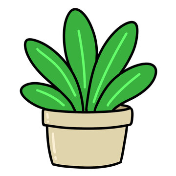 plant