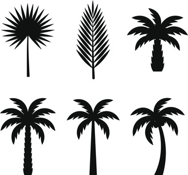 A collection of six palm trees in various silhouettes on a white background vector file