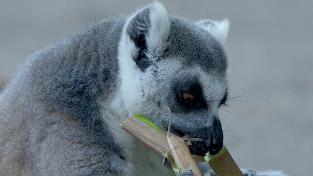 Ring-tailed Lemur Eating a Bamboo Branch at a Queensland Wildlife Park