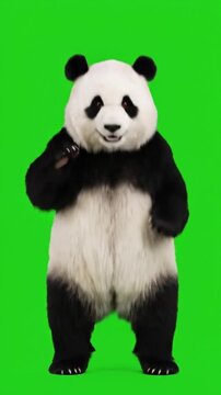 Happy Panda dancing green screen