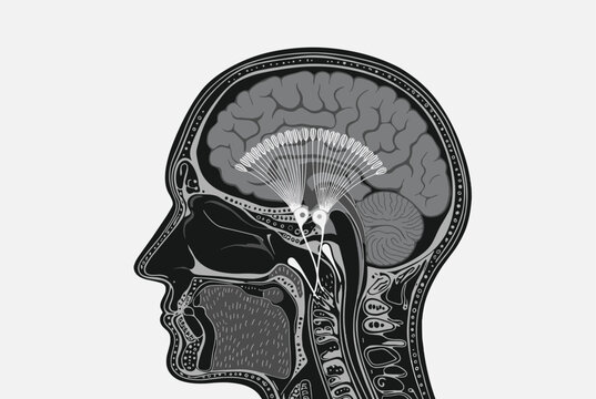 Cross section profile of a human head highlighting brain structures and sensory nerve pathways in a detailed grayscale scientific illustration.