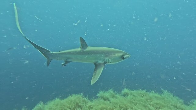 Pelagic thresher shark swimming over brown seaweed ocean floor