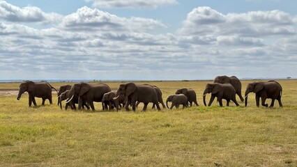 Fototapeta premium Elephants in Amboseli National Park, Kenya