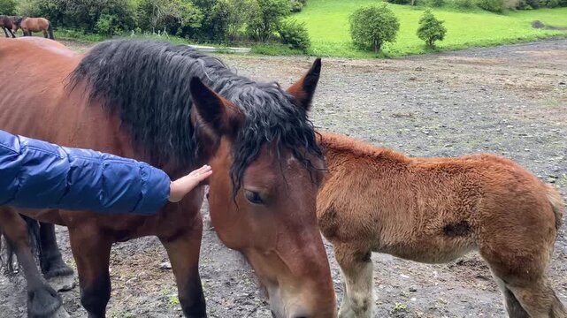 horse and foal