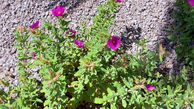 Vibrant Pink Rockrose Flowers Growing in a Gravel Garden in Cannes