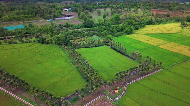 Scenic drone footage panning around vibrant green rice fields and unique plantation bordered by palm trees Beautiful tropical countryside landscape with village and forest under daylight in Southeast 
