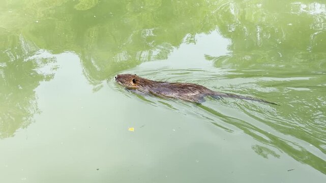 Nutria Swimming Through Calm Green Water in a Marseille Canal