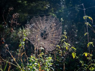 A spiderweb in the dew illuminated by the morning sun. © Adam